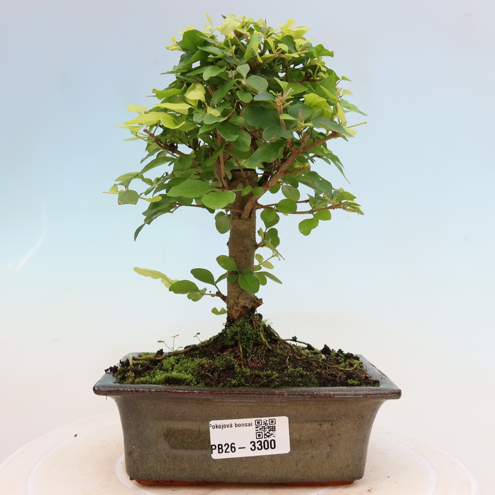 Bonsaï de chambre -Ligustrum chinensis - Bec d'oiseau