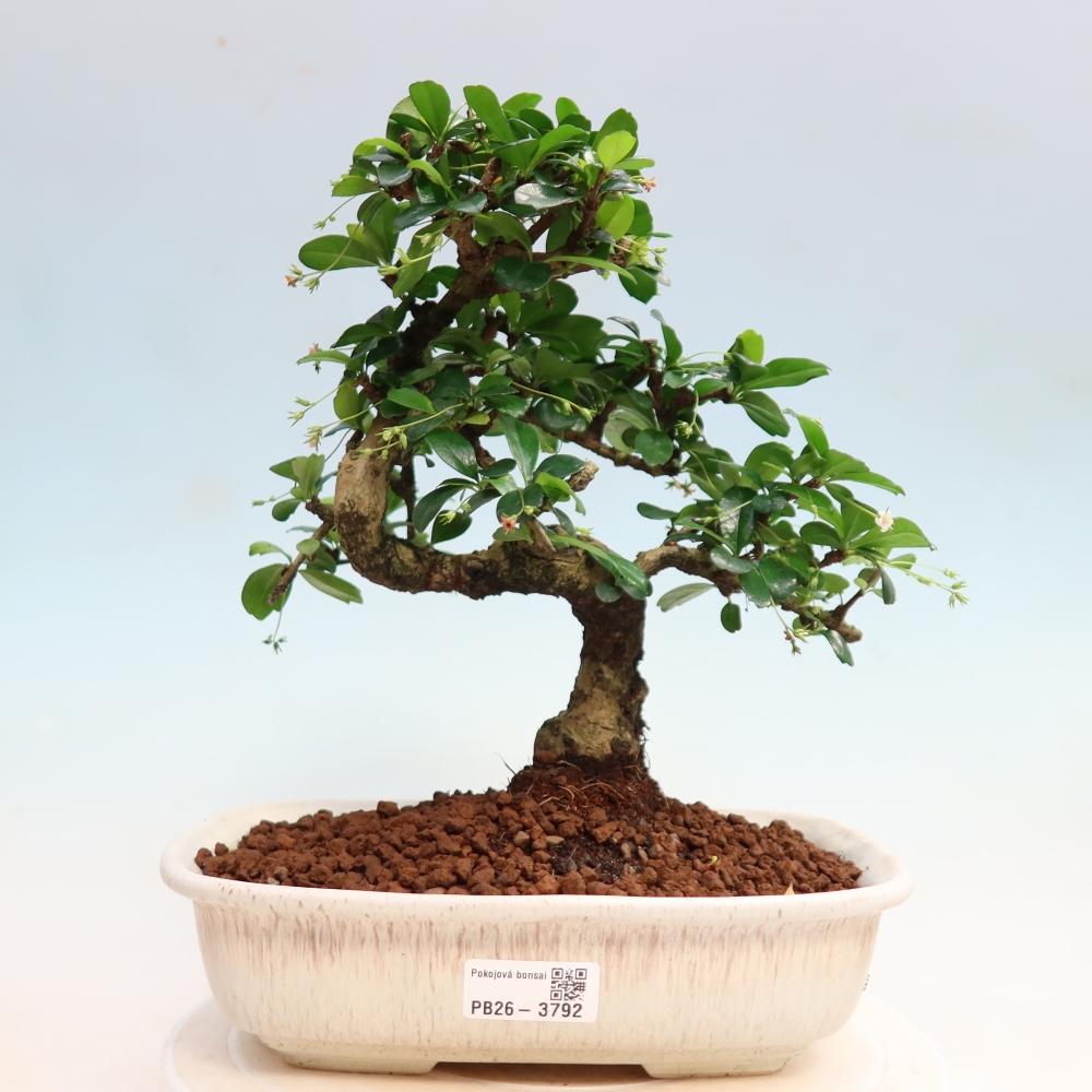 Bonsaï de chambre - Carmona macrophylla - Tea fuki