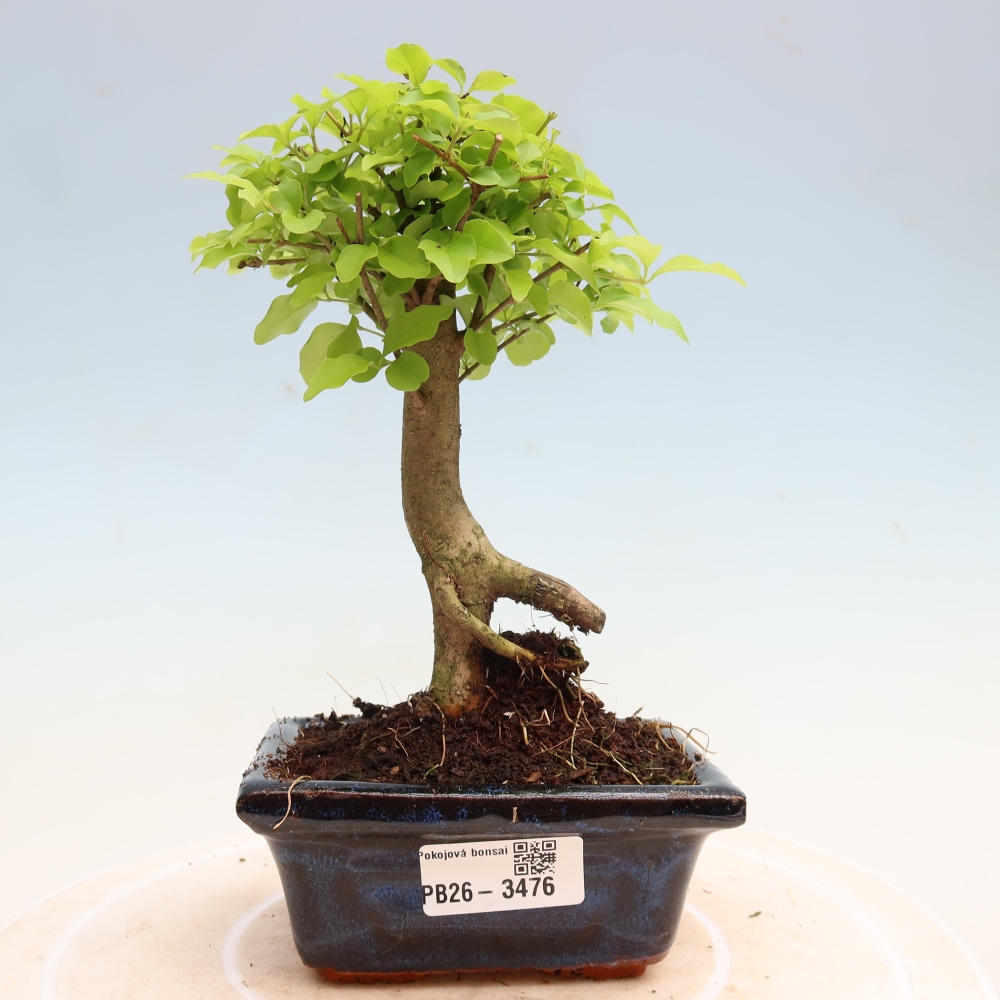 Bonsaï de chambre -Ligustrum chinensis - Bec d'oiseau