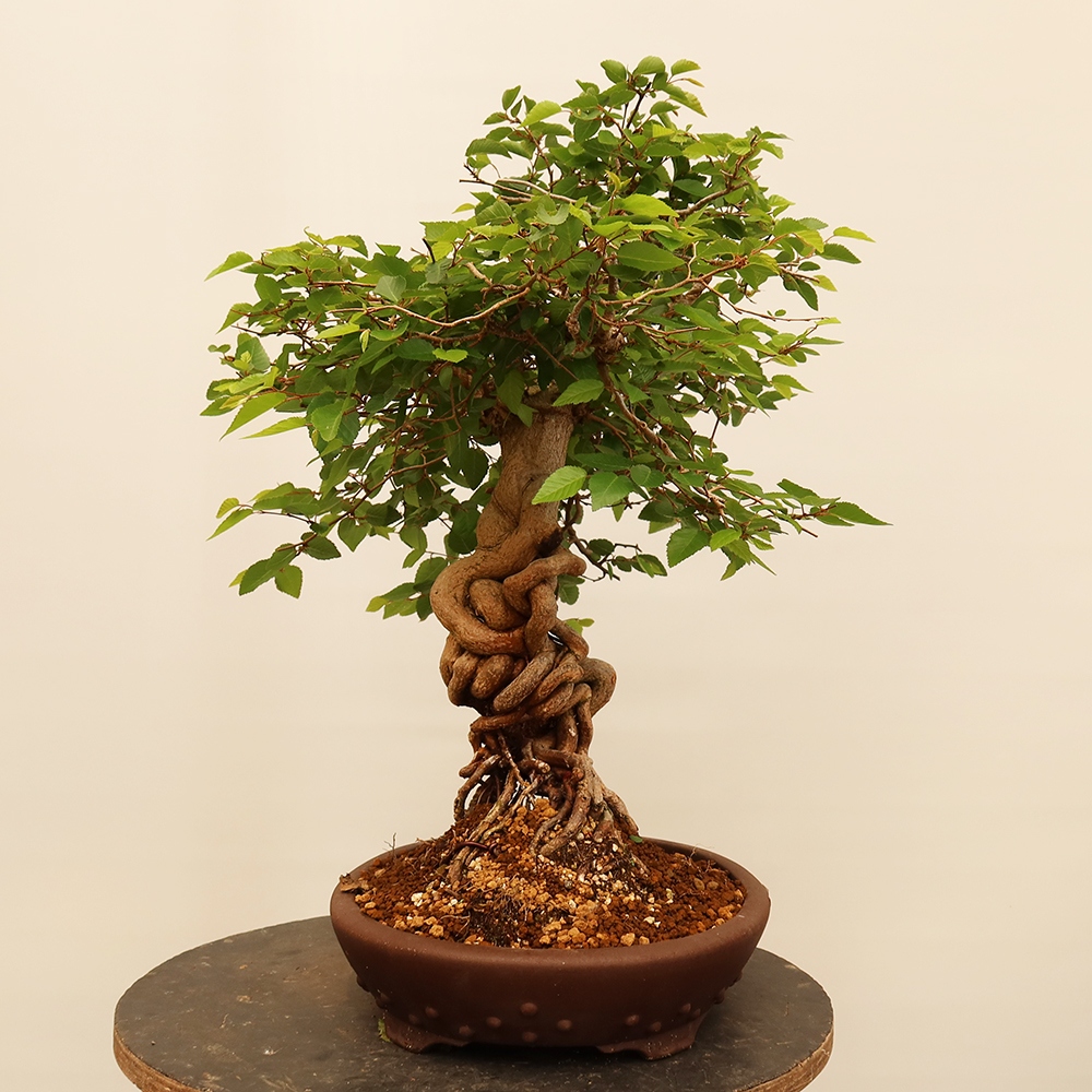 Bonsaï d'extérieur -Carpinus Coreana - Charme de Corée