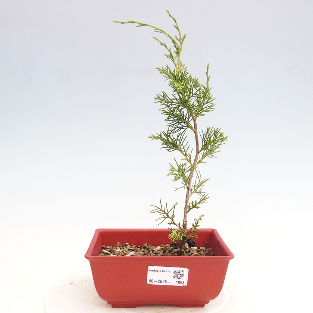 Bonsaï d'extérieur - Juniperus chinensis Itoigawa