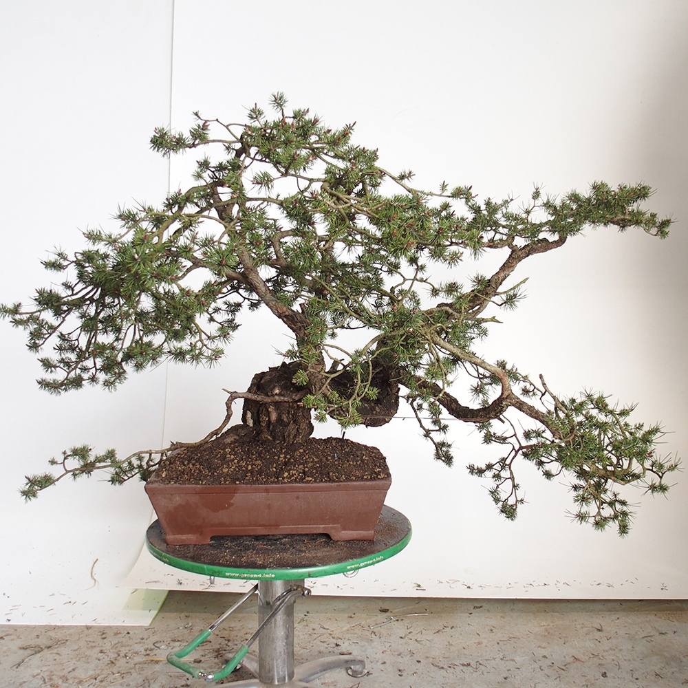 Yamadori - Pinus sylvestris Espagne