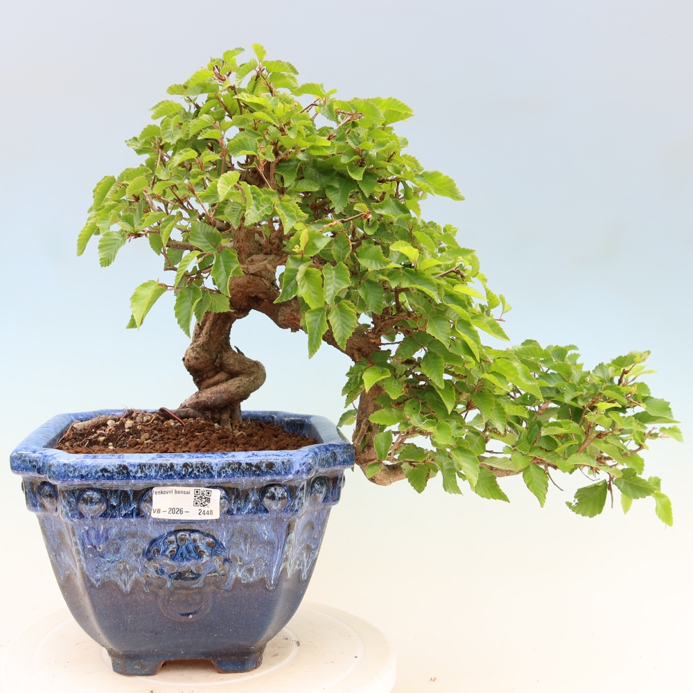 Bonsaï d'extérieur -Carpinus Coreana - Charme de Corée