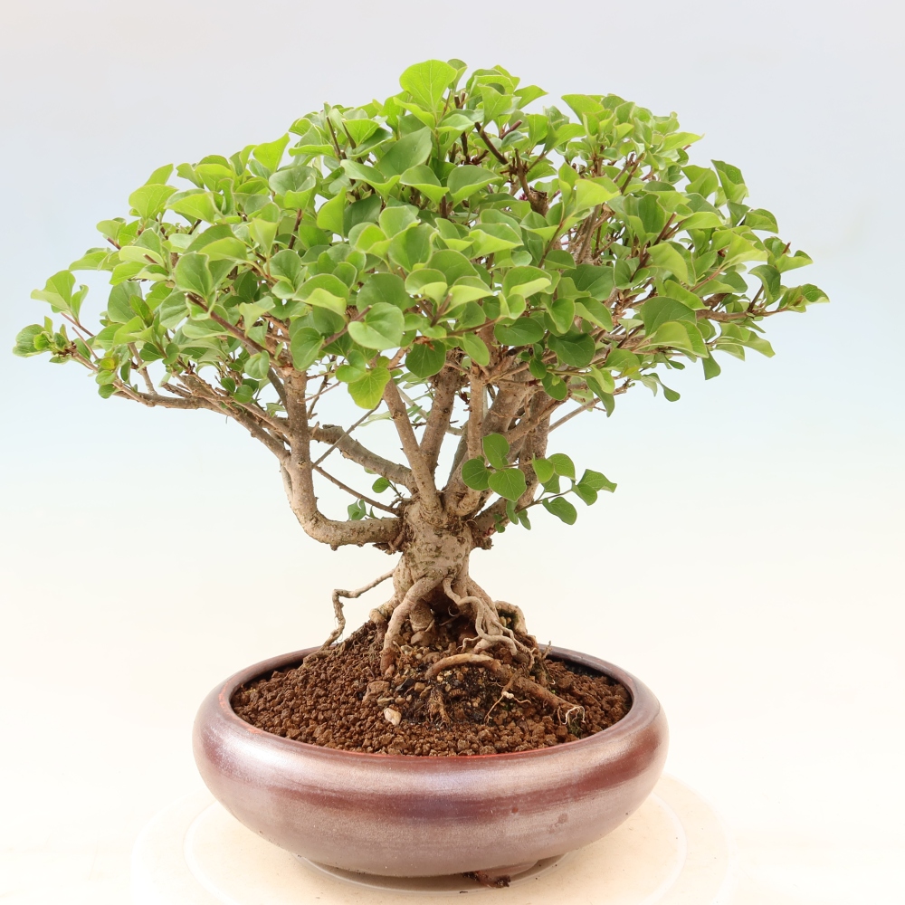 Bonsaï d'extérieur - Syringa microphylla - lilas à petites fleurs