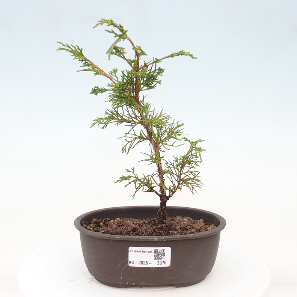 Bonsaï d'extérieur - Juniperus chinensis Itoigawa
