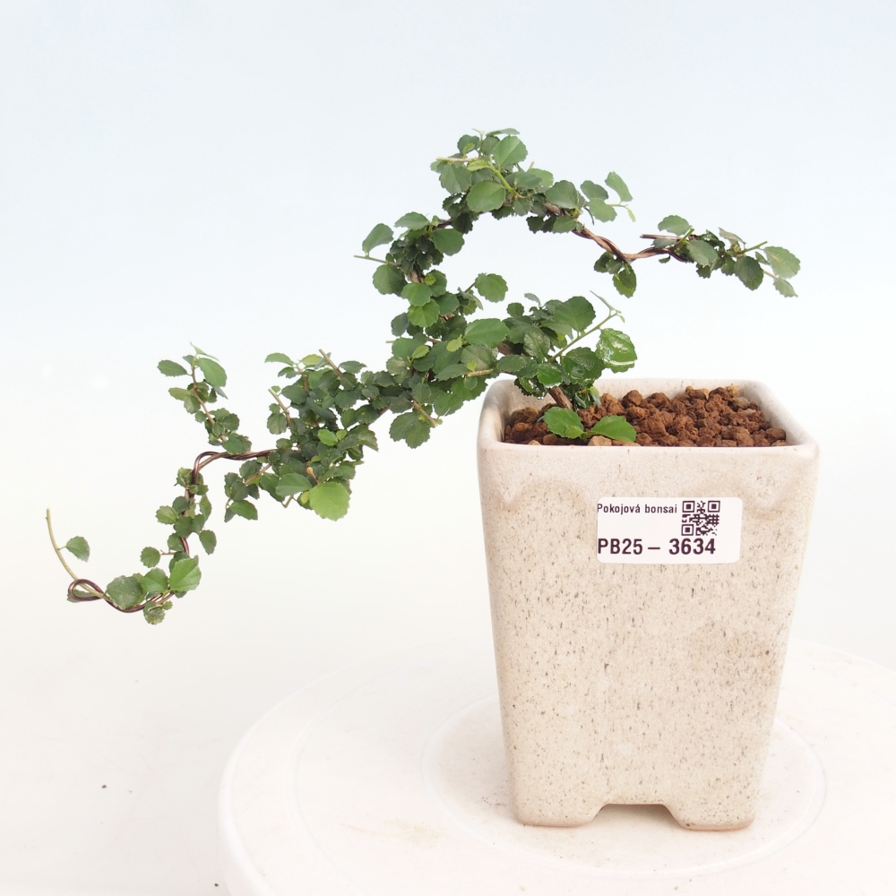 Bonsaï de chambre - Grewia sp. - Grewia malafolia