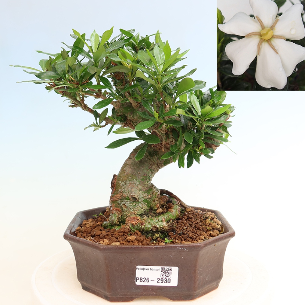 Bonsaï de chambre - Gardenia jasminoides-Gardenia