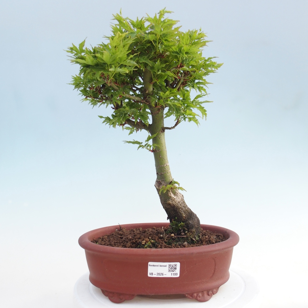 Bonsaï d'extérieur -Javor palm Acer palmatum Shishigashira