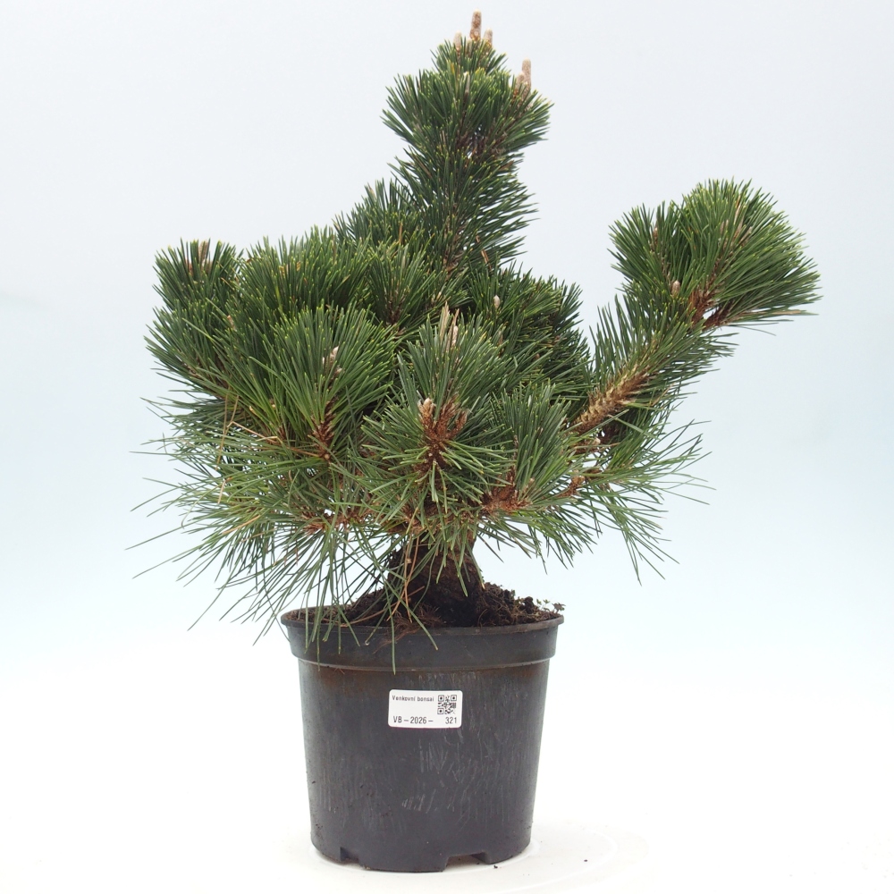 Bonsaï d'extérieur - Pinus thunbergii senjyumaru - Pin de Thunberg