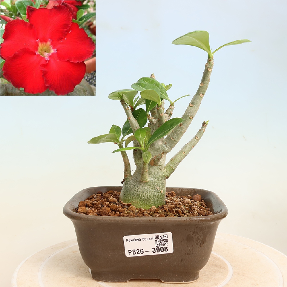 Bonsaï d'intérieur - Adenium obesum Red Star - Rose du désert