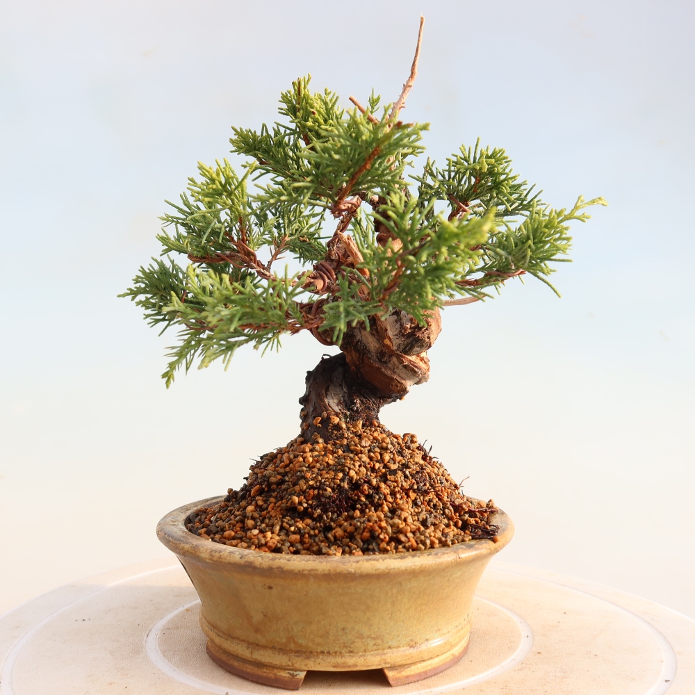 Bonsaï d'extérieur - Juniperus chinensis Itoigawa