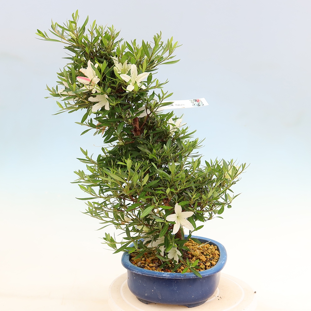 Bonsaï d'extérieur - Azalée japonaise - Azalea Hakurin