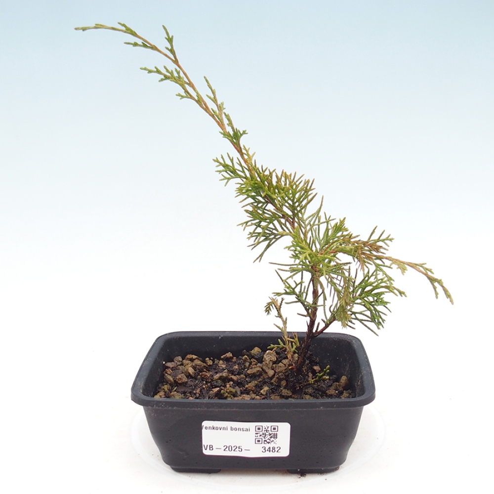 Bonsaï d'extérieur - Juniperus chinensis Itoigawa