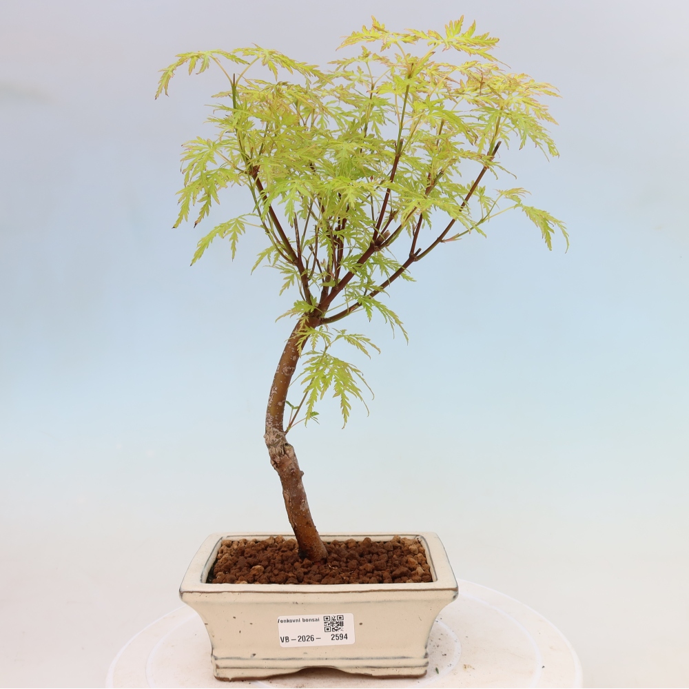 Bonsaï d'extérieur - Acer palmatum Dissectum