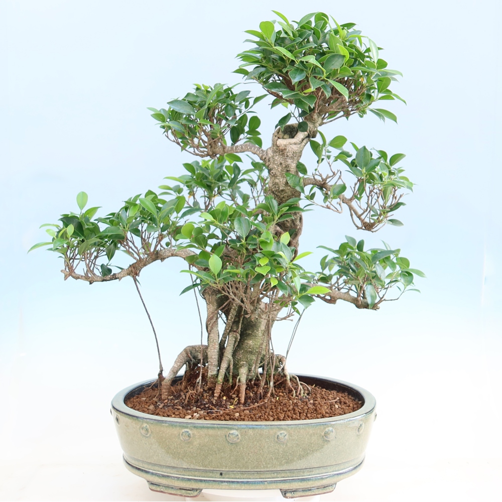 Salle bonsaï - Ficus kimmen - ficus à petites feuilles