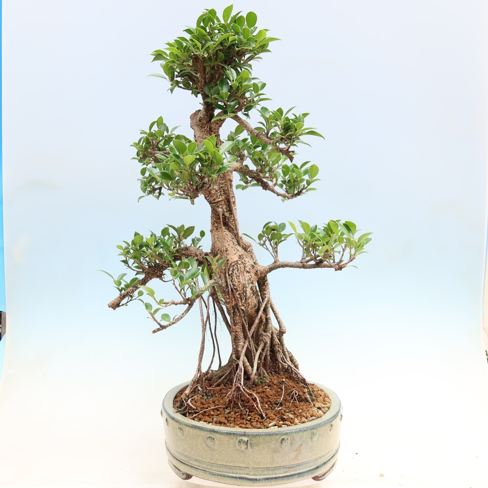 Salle bonsaï - Ficus kimmen - ficus à petites feuilles
