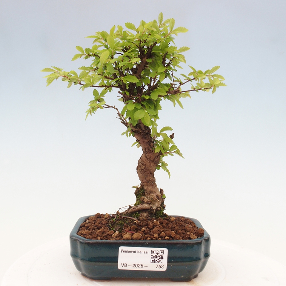 Bonsaï d'extérieur - Zelkova - Zelkova NIRE