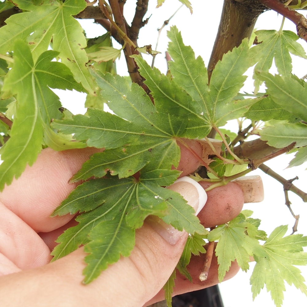 Bonsaï d'extérieur - Acer palmatum Dr Tilt en conteneur