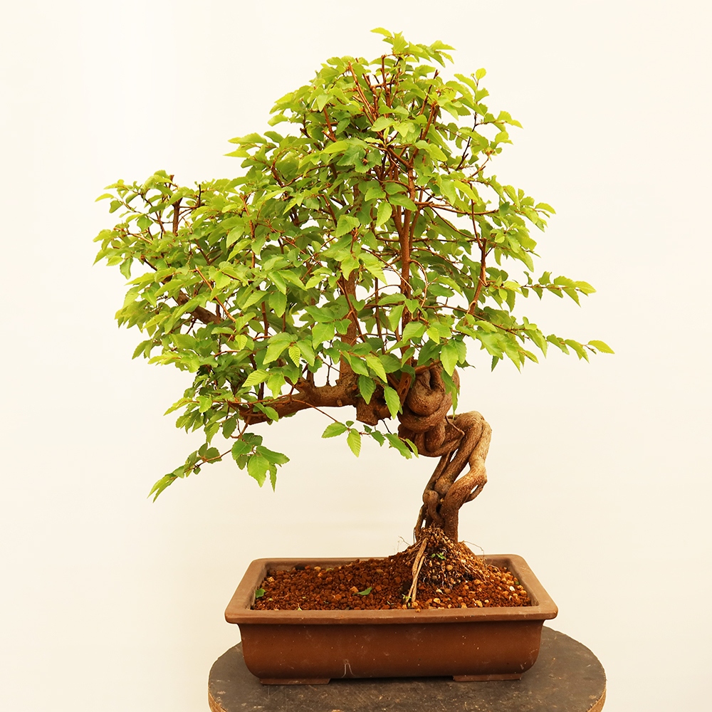 Bonsaï d'extérieur -Carpinus Coreana - Charme de Corée