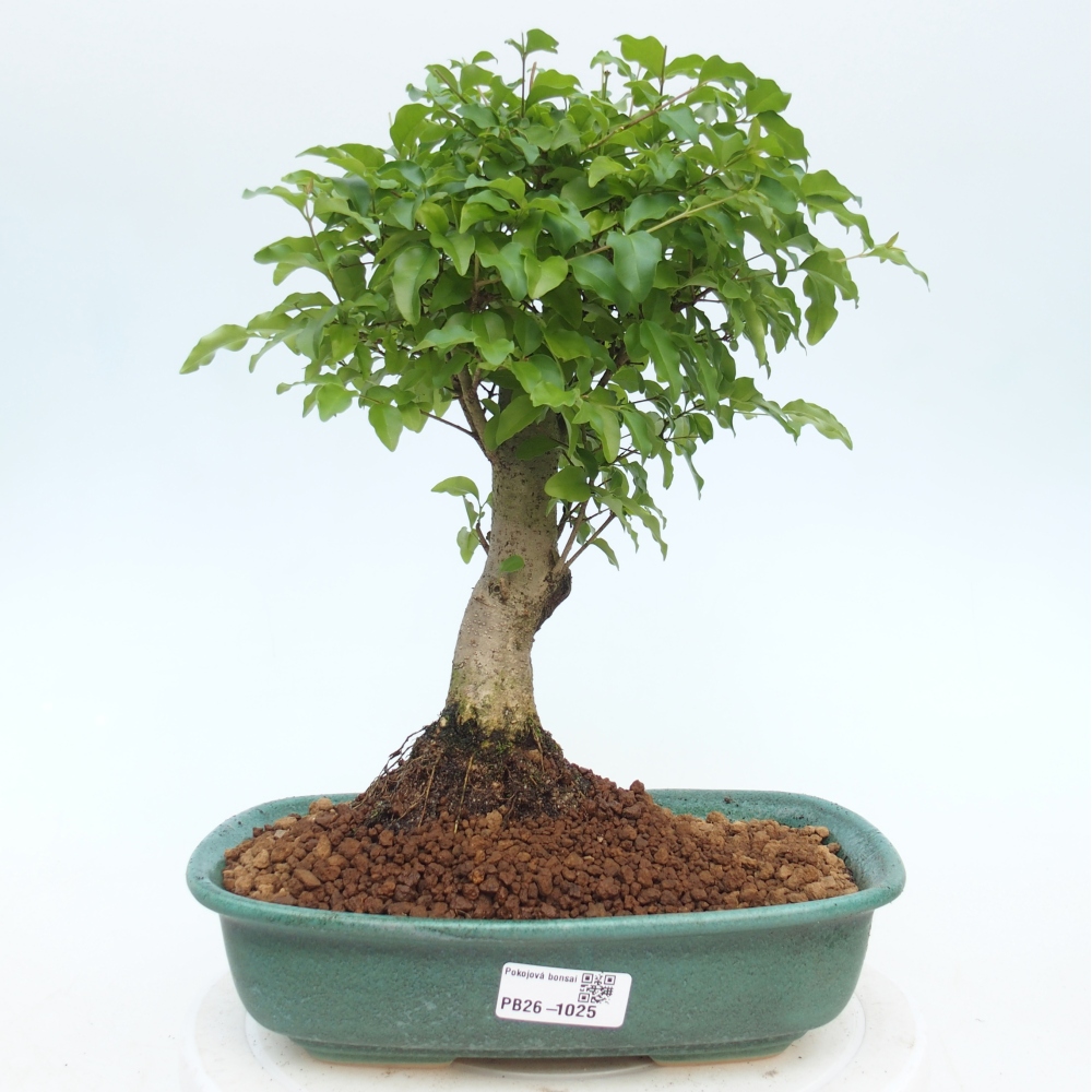 Bonsaï de chambre -Ligustrum chinensis - Bec d'oiseau