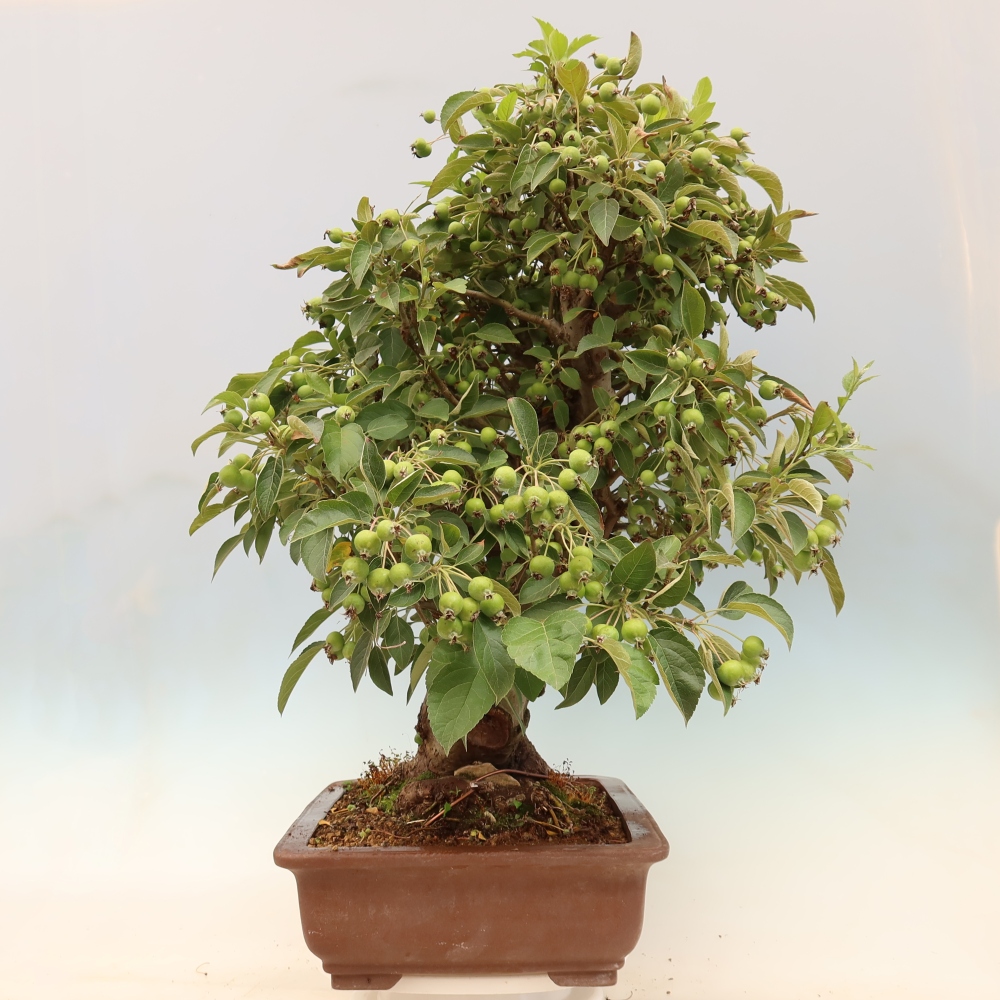 Bonsaï d'extérieur -Malus halliana - Pommier à petits fruits