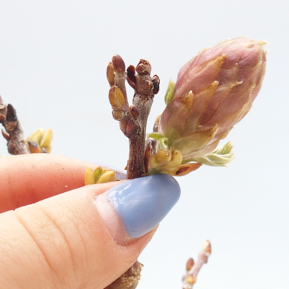 Bonsaï d'extérieur - Wisteria floribunda
