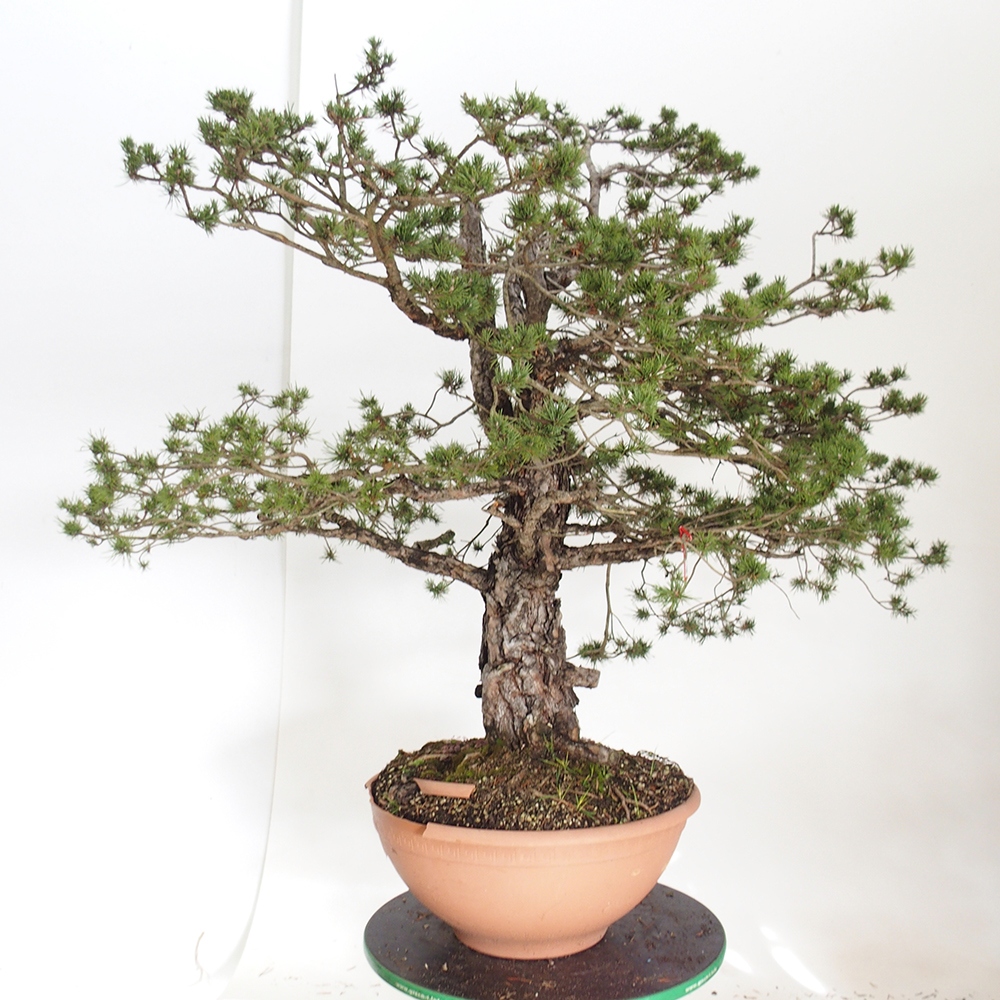 Yamadori - Pinus sylvestris Espagne