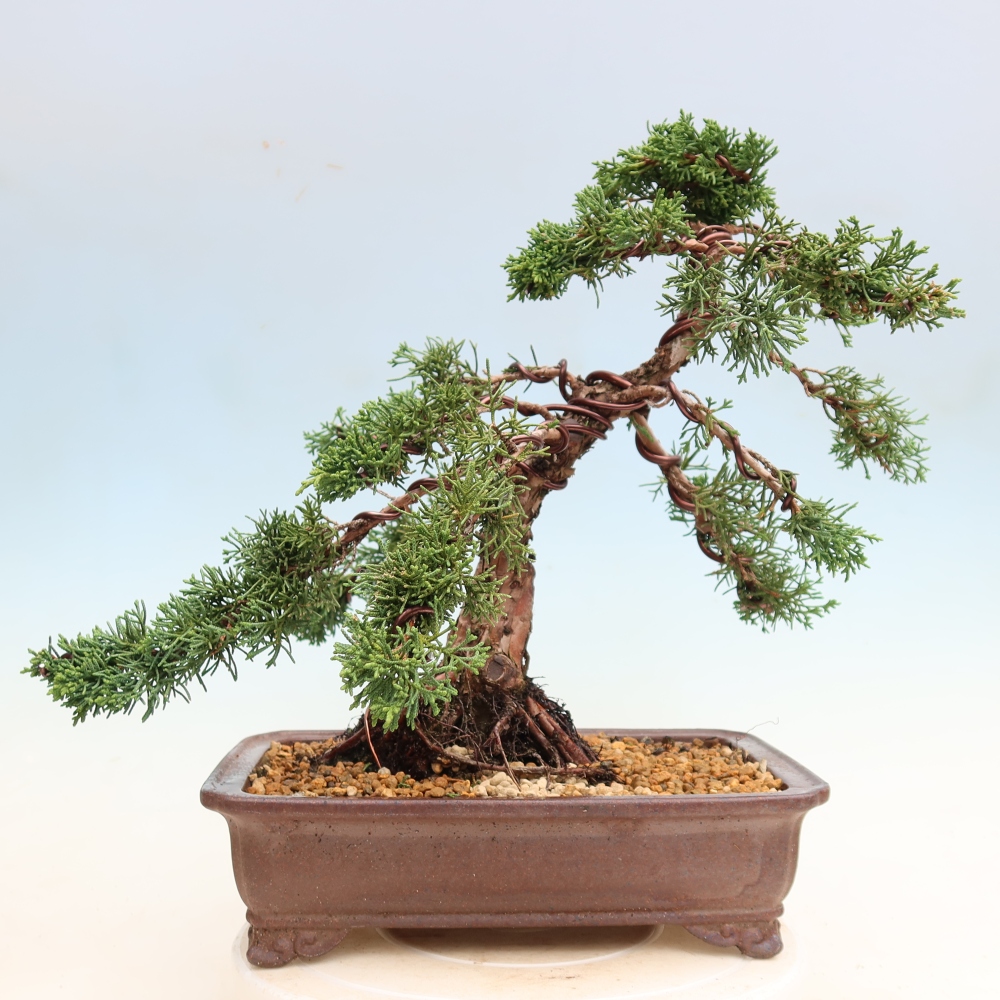 Bonsaï d'extérieur - Juniperus chinensis Kishu