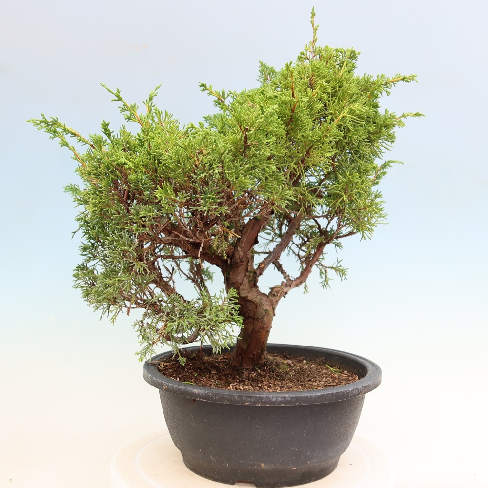 Bonsaï d'extérieur - Juniperus chinensis Itoigawa-Juniperus chinensis