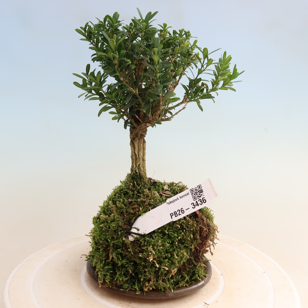 Kokedama avec soucoupe - Buxus harlandii - buis liège  