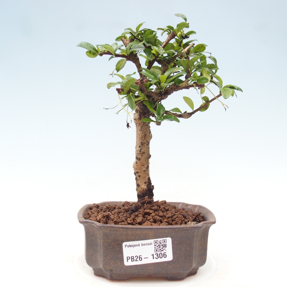 Bonsaï de chambre - Carmona macrophylla - Tea fuki