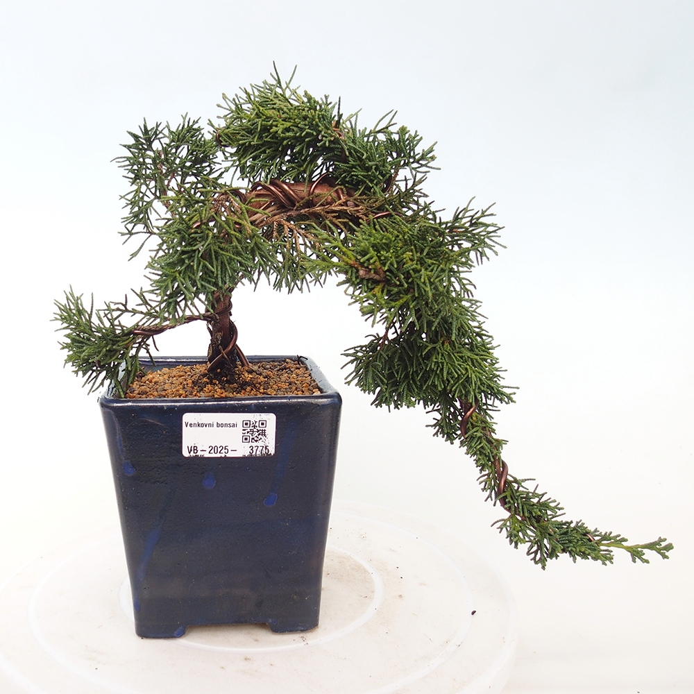 Bonsaï d'extérieur - Juniperus chinensis Kishu