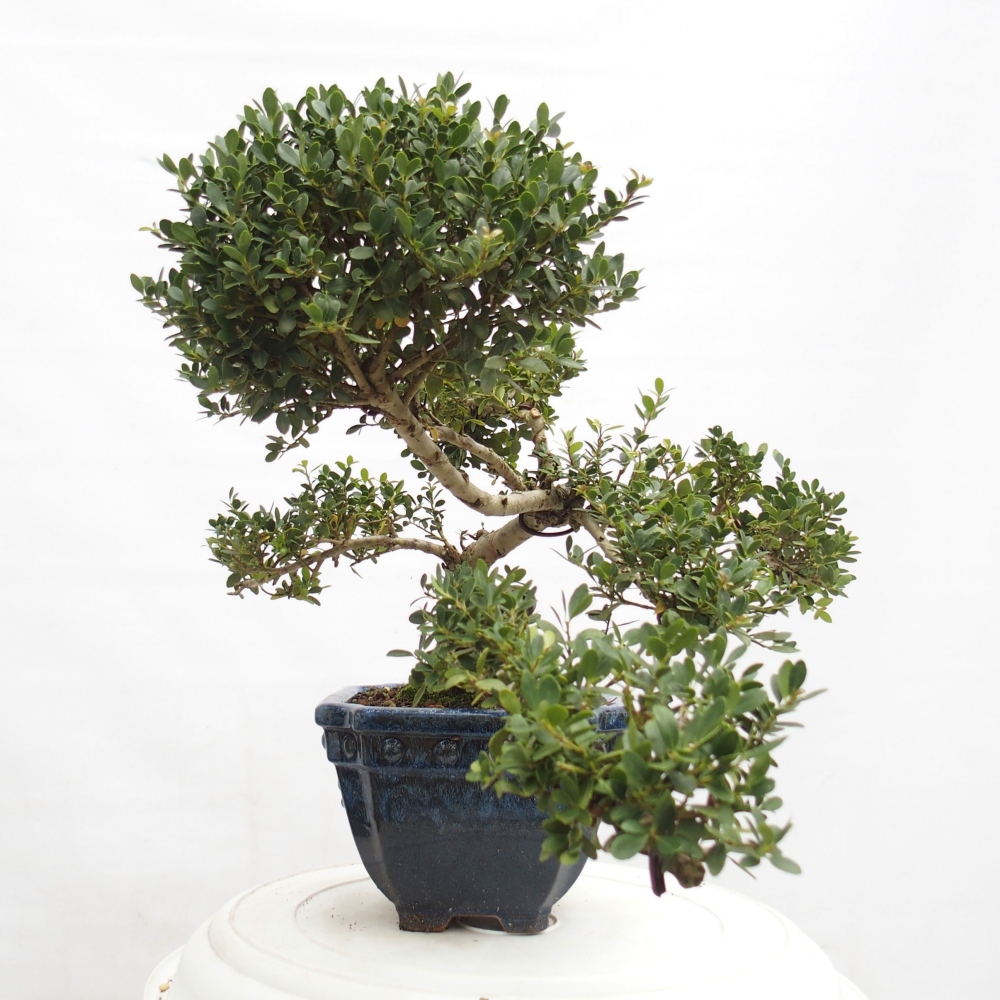 Bonsaï de chambre - Ilex crenata - Houx