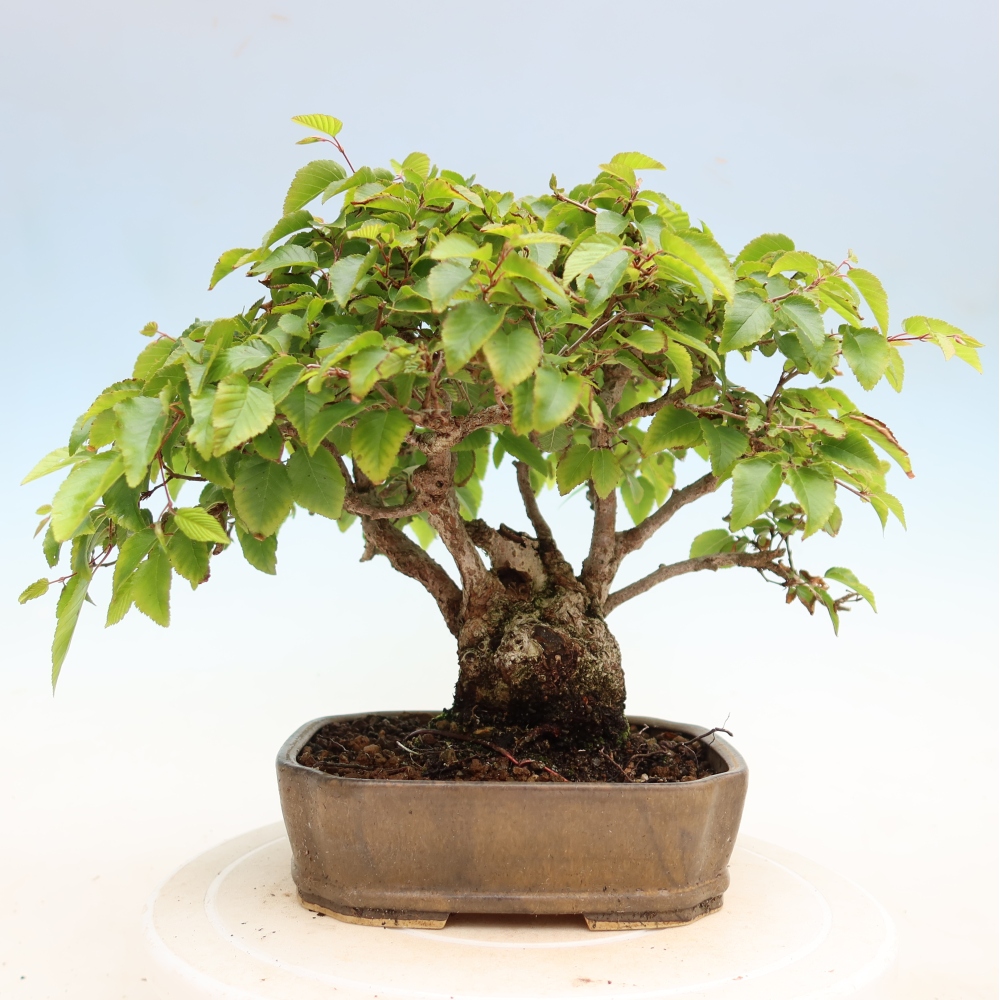 Bonsaï d'extérieur -Carpinus Coreana - Charme de Corée