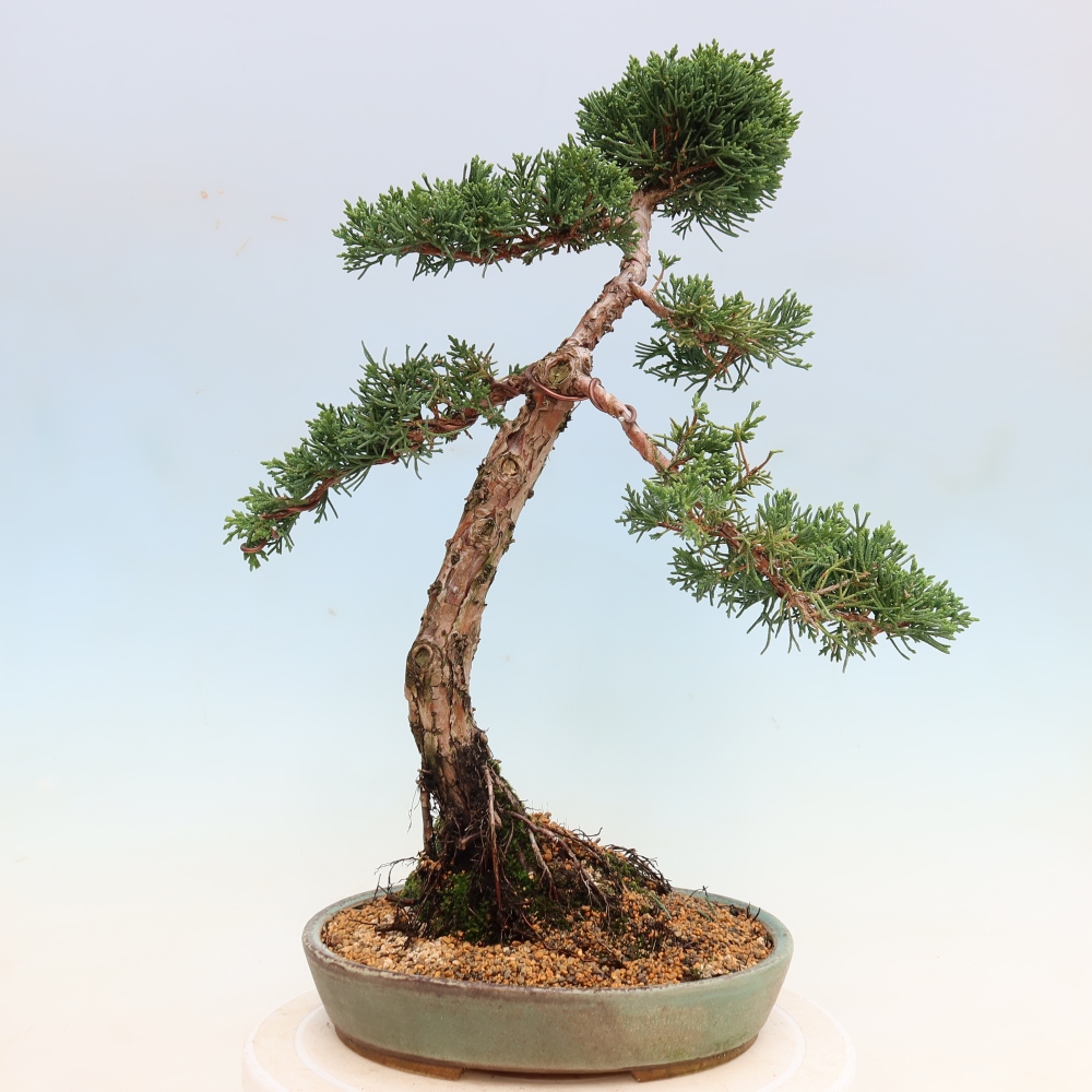 Bonsaï d'extérieur - Juniperus chinensis Kishu