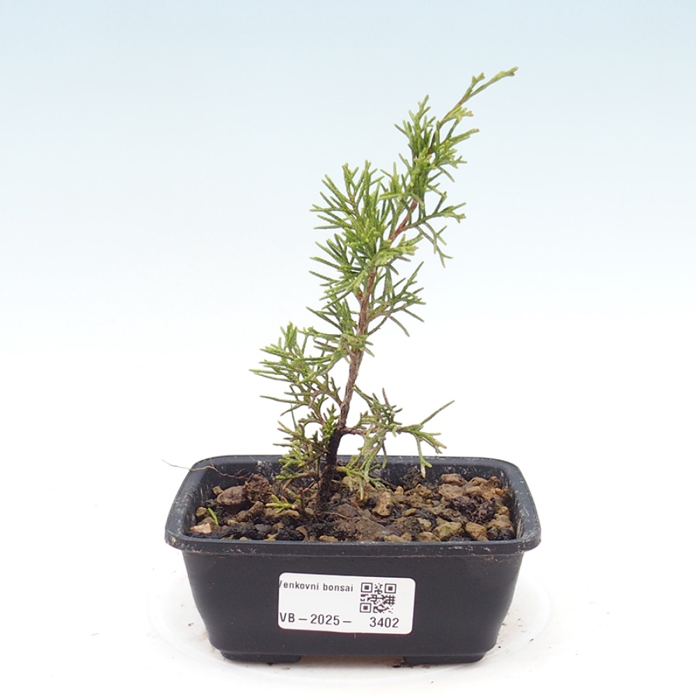 Bonsaï d'extérieur - Juniperus chinensis Itoigawa