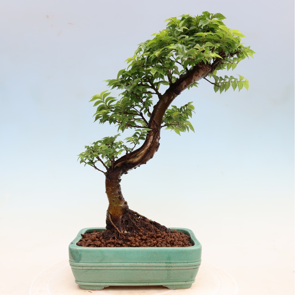 Bonsaï d'extérieur - Ulmus Jacqueline Hillier - Orme magnifique