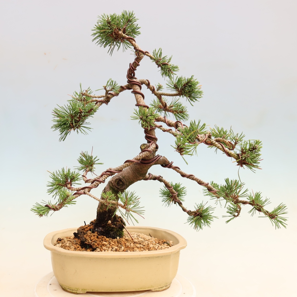 Bonsaï d'extérieur - Pinus mugo Humpy  - Pin nain