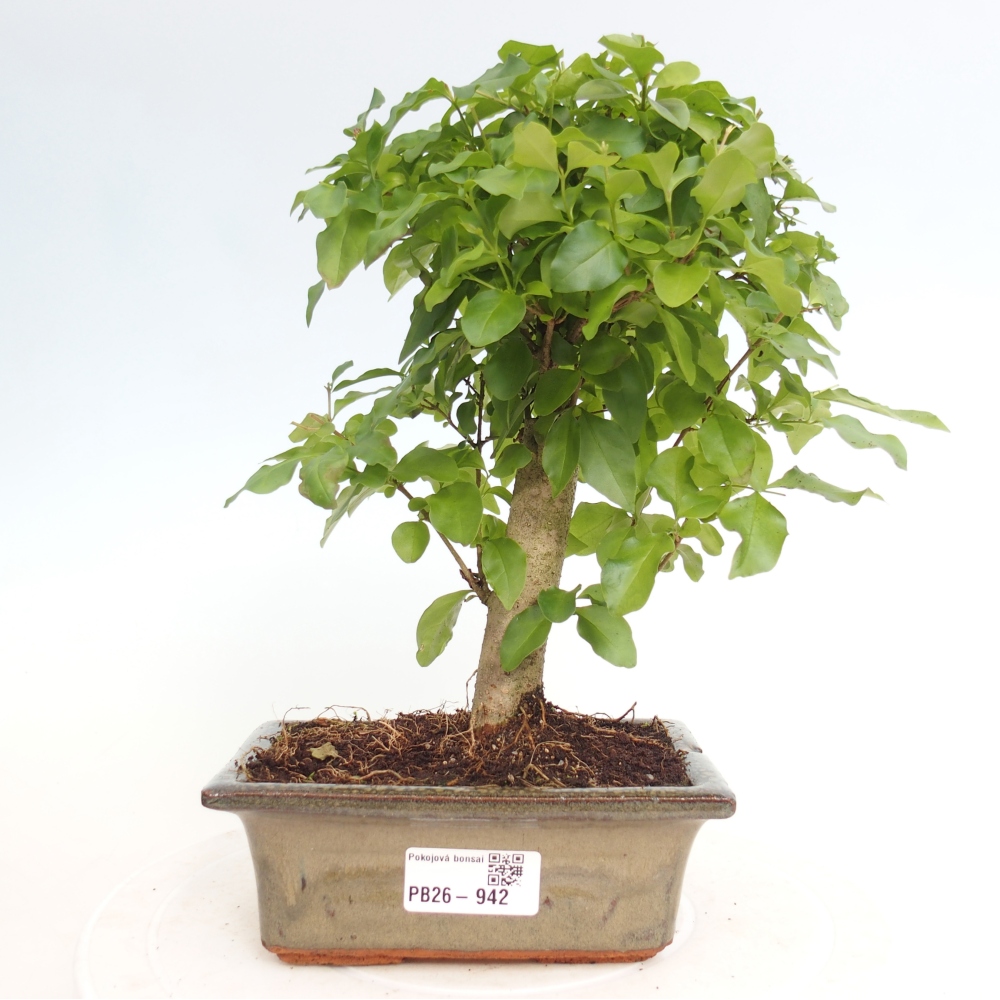 Bonsaï de chambre -Ligustrum chinensis - Bec d'oiseau
