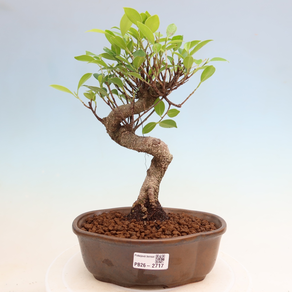 Salle bonsaï - Ficus kimmen - ficus à petites feuilles