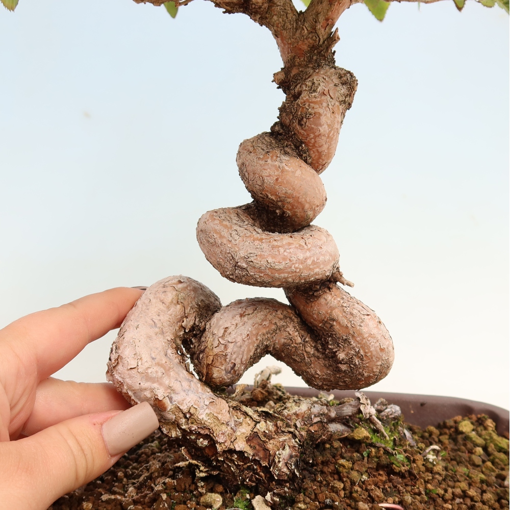 Bonsaï d'extérieur -Carpinus CARPINOIDES - Charme de Corée