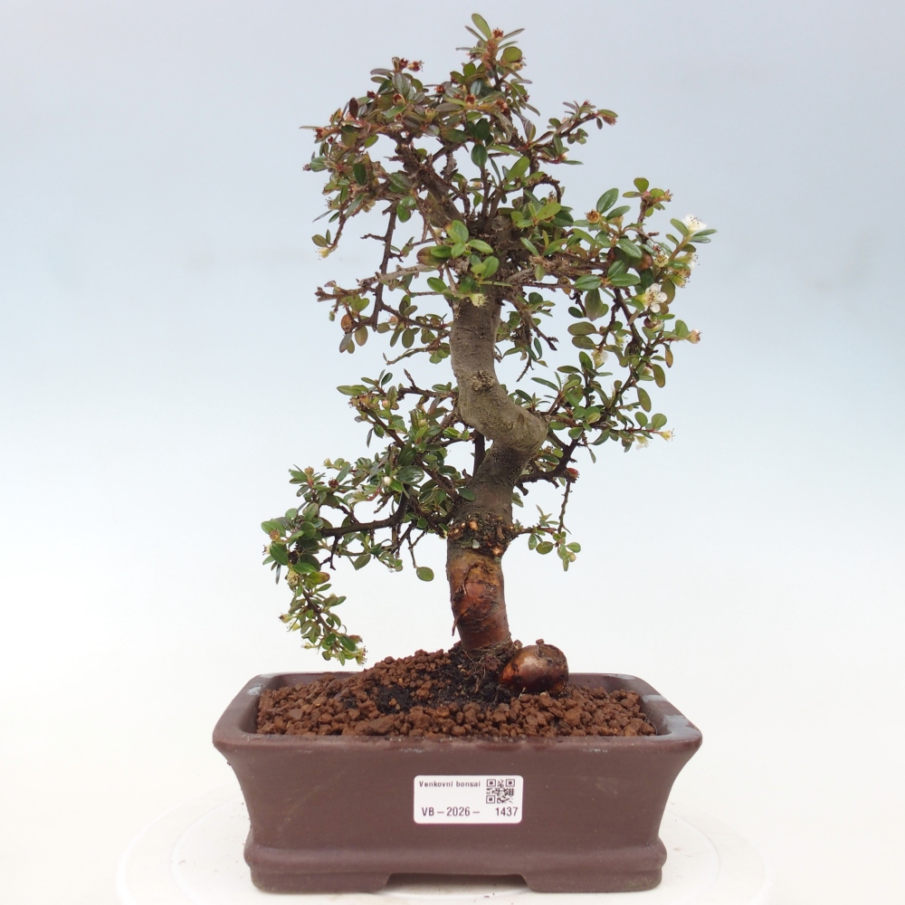 Bonsaï d'extérieur-Cotoneaster dammeri - Damer's Rock