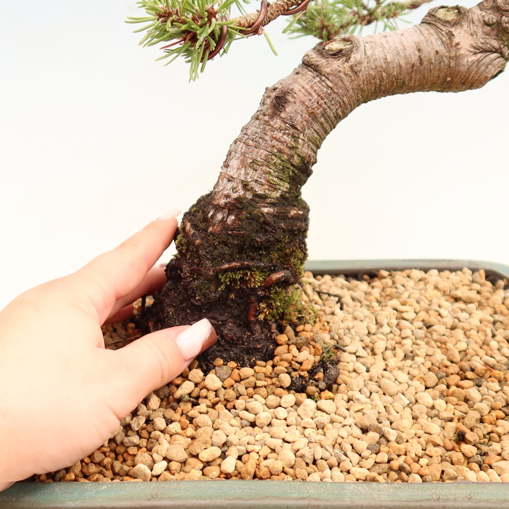 Bonsaï d'extérieur - Pinus mugo Humpy  - Pin nain