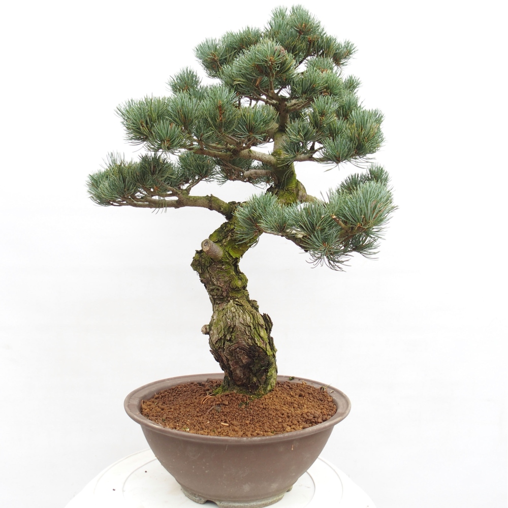 Bonsaï d'extérieur - Pinus parviflora - Pinus parviflora