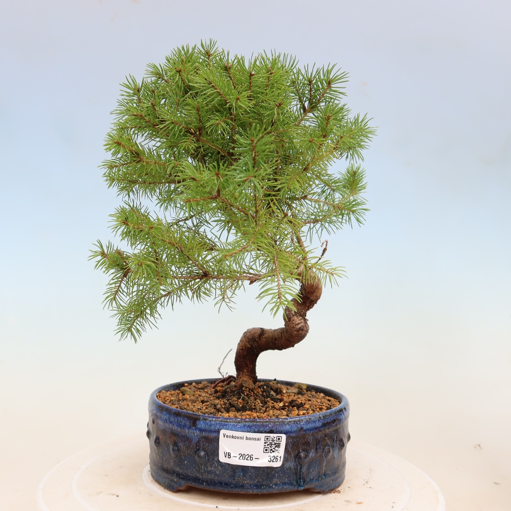 Bonsaï d'extérieur - Épicéa - Picea glauca globe