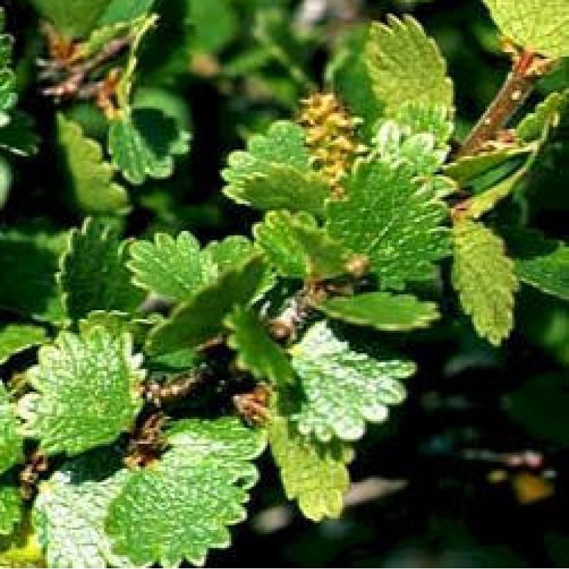 Bonsaï d'extérieur - bouleau nain - Betula NANA Golden Treasure