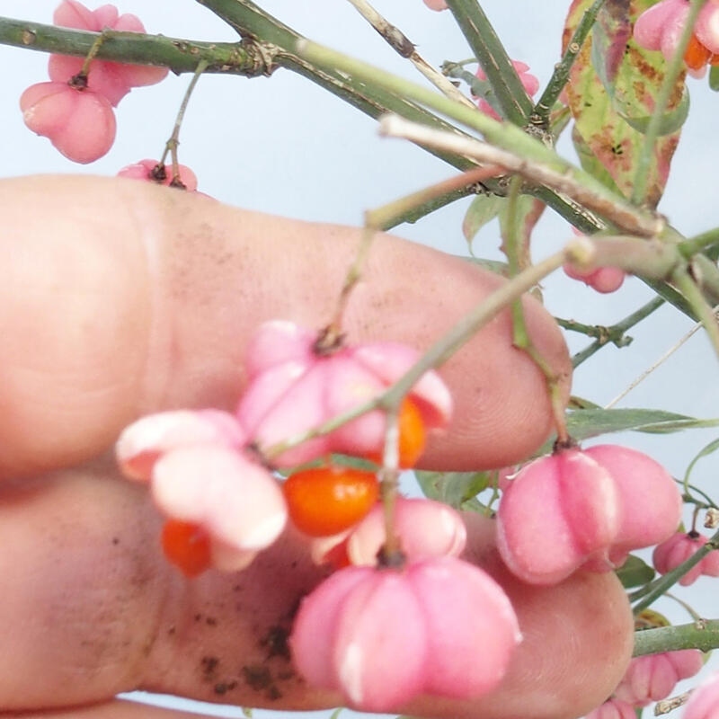 Bonsaï d'extérieur - Orme d'Europe - euonimus