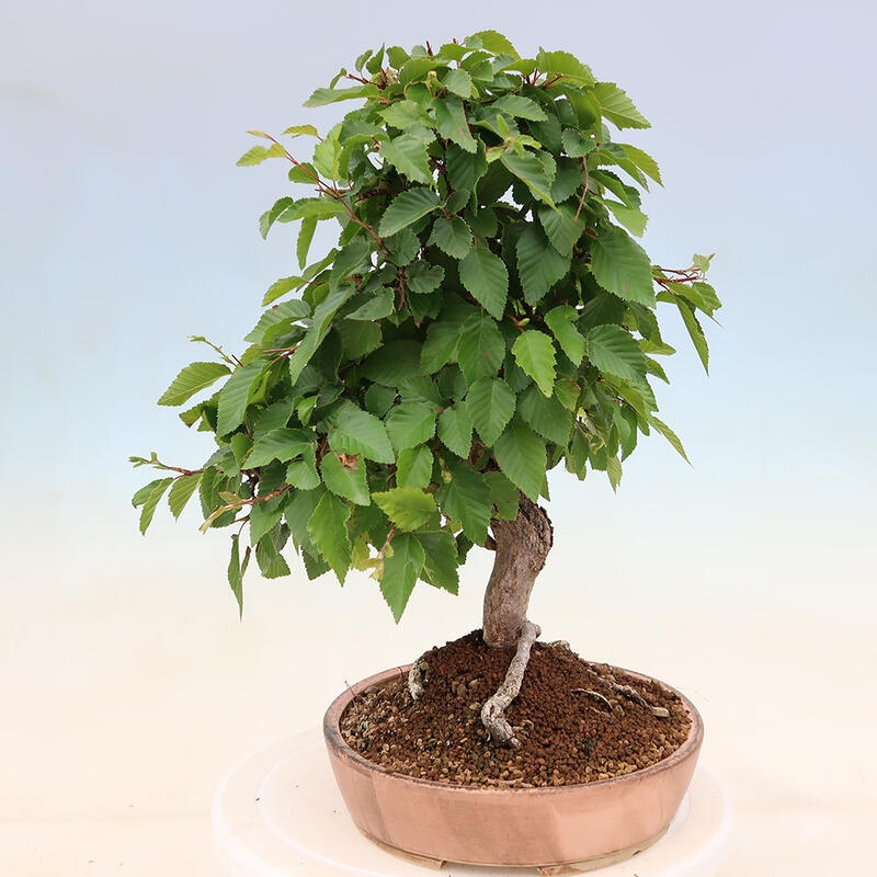 Bonsaï d'extérieur -Carpinus Coreana - Charme de Corée