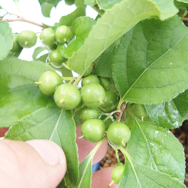 Bonsaï d'extérieur - Celastrus orbiculatus