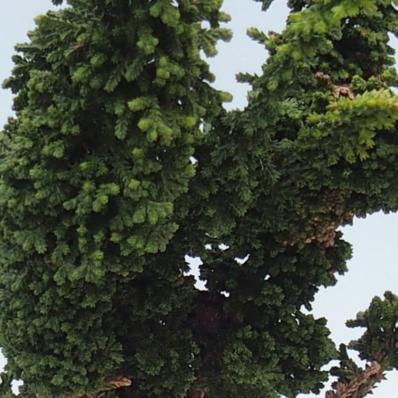 Bonsaï d'extérieur - Cham. obtusa SEKKA HINOKI - Cyprès